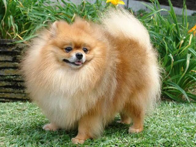 Spitz Alemão
