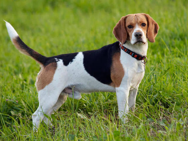 Beagle