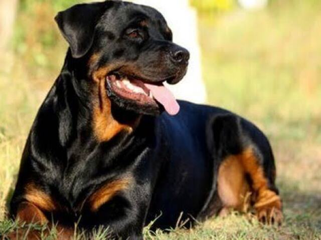 Rottweiler