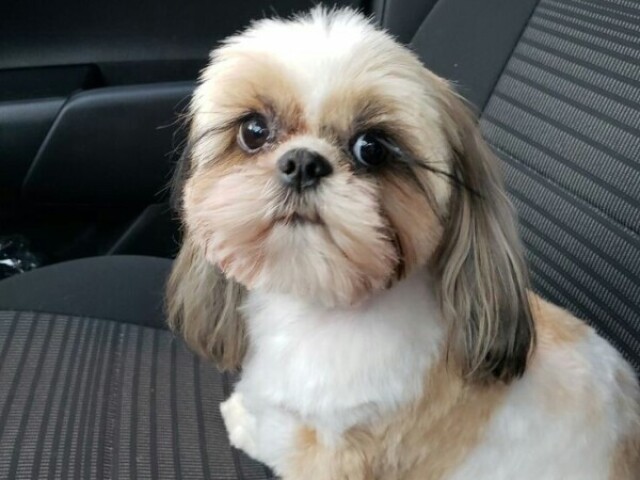 Shih Tzu ♡