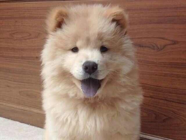 Chow chow ♡