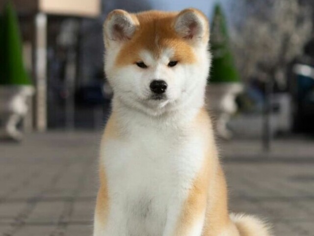 Akita ♡