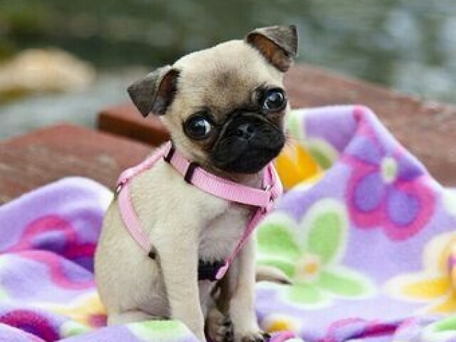 Pug ♡