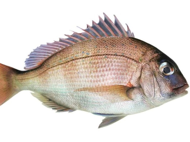 peixe