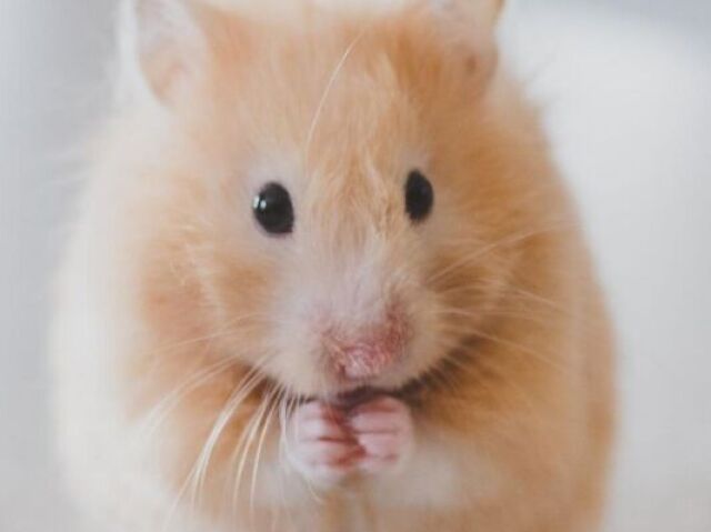 Hamster