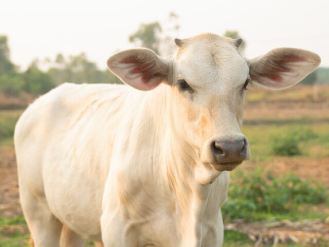 GOSTEI DESSA VACA!