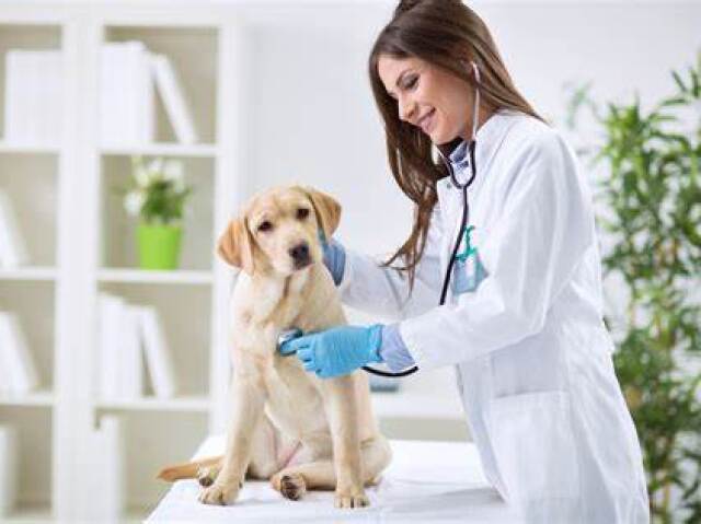 veterinario