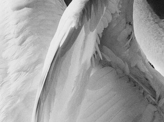 Angel Wings/Asas de Anjo