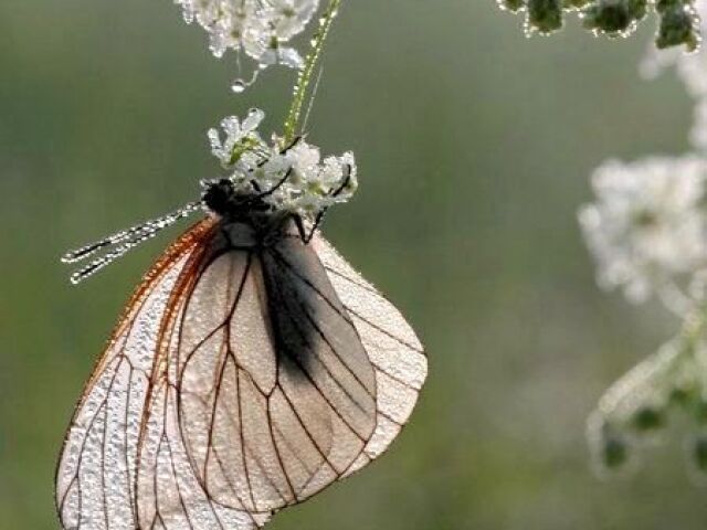 Borboleta