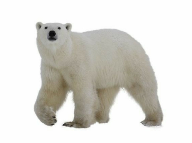 urso polar.