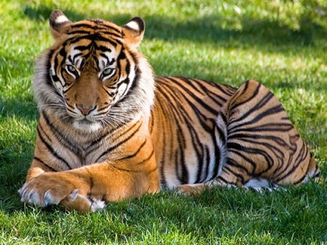 Tigre