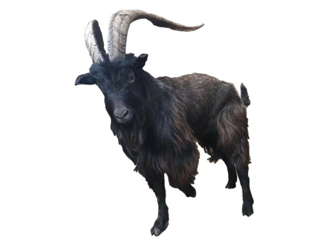 Black Phillip.