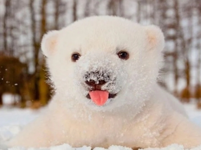 Urso polar