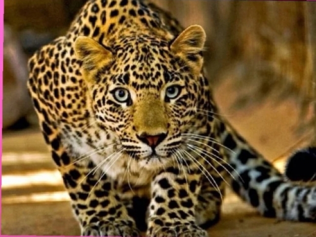 Onça 🐯