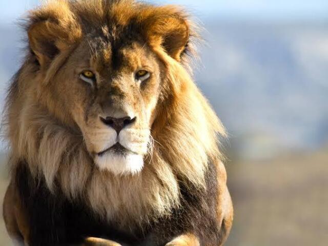 Leão 🦁