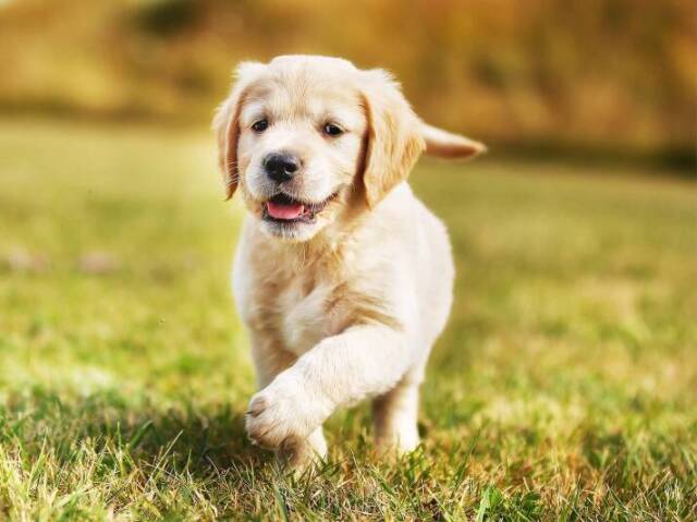Cão
