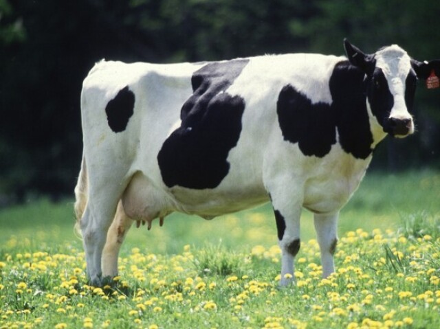 Vaca