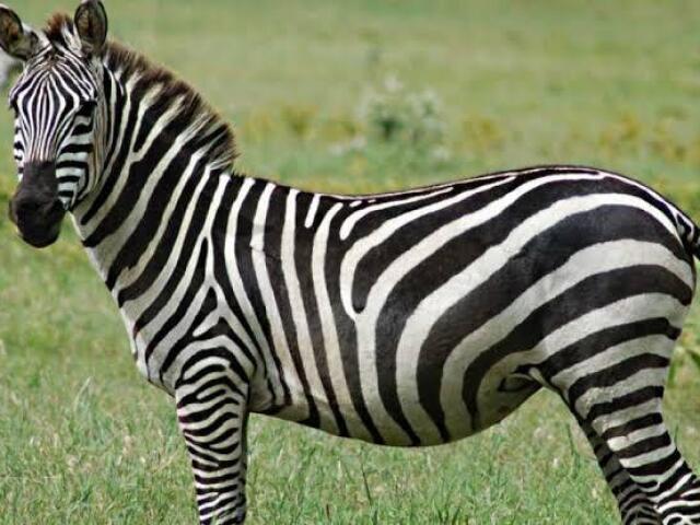 Zebra