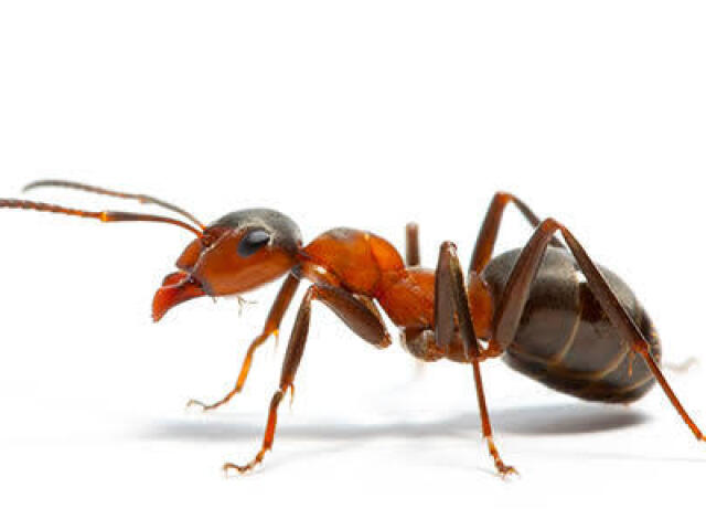 Formiga