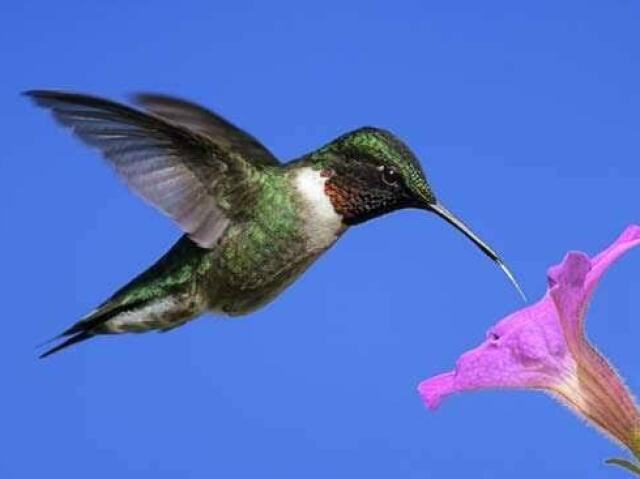 Beija-flor