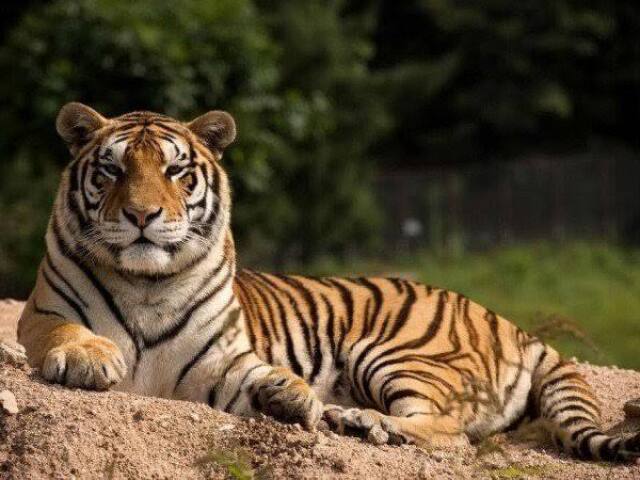 Tigre