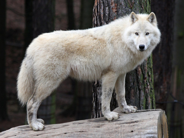 Um lobo.