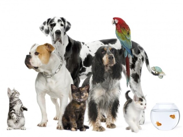 Qual animal você seria? (parte 4)