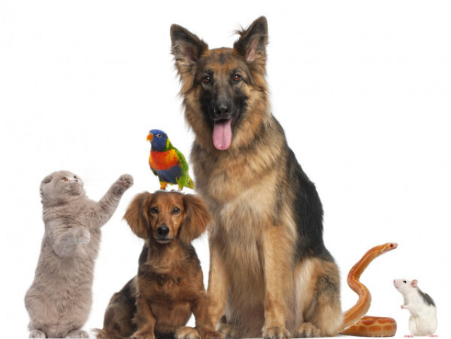 Qual animal você seria?(parte 3)