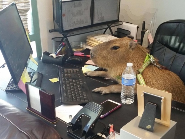 Capivara - Brasil