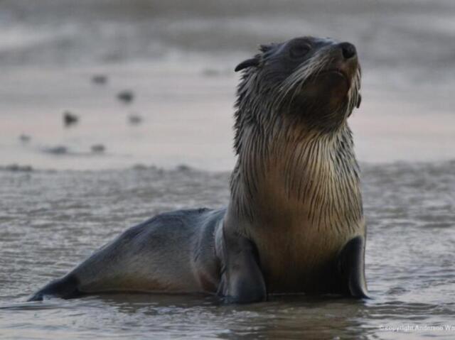 Leão-marinho-da-patagônia - Argentina