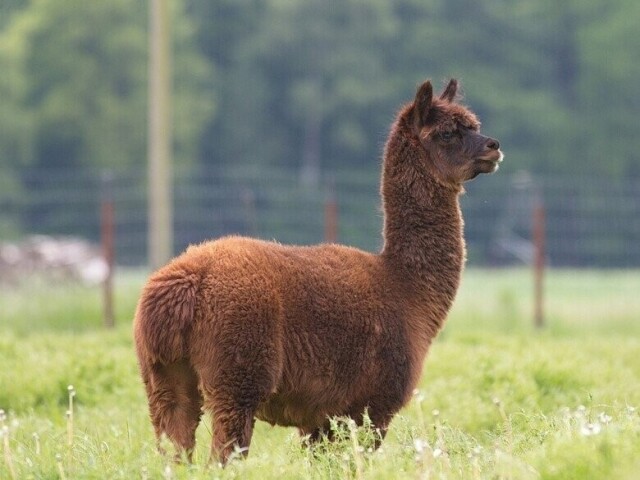 Alpaca - Bolívia