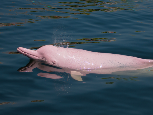 Boto cor de rosa