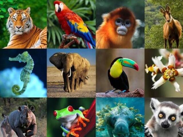Que animal você seria de acordo com sua personalidade?