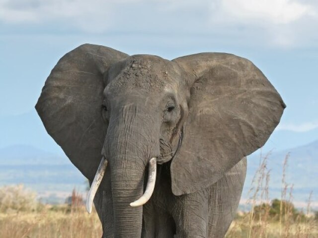 Elefante