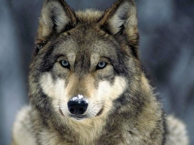 Lobo🐺🐺🐺🐺