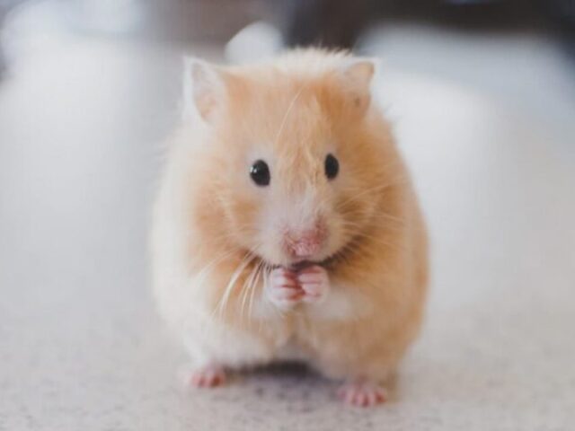 Hamster