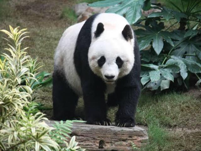 Panda