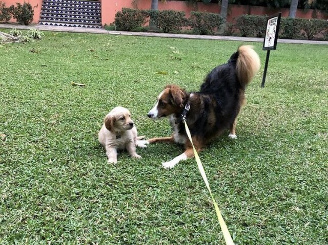 Lola e Canela