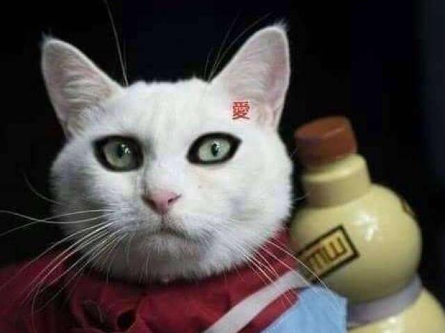 um gato de cosplay do gaara o gaato