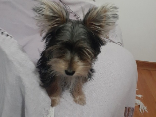 1 ANO