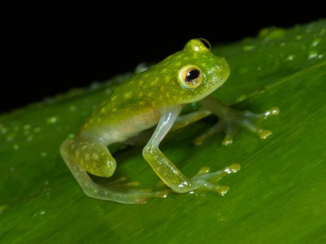 Anfibios e repteis