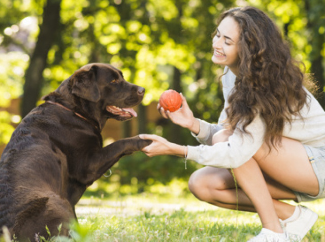 Ficar e/ou brincar com os animais