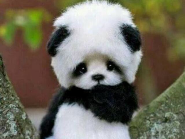 urso panda