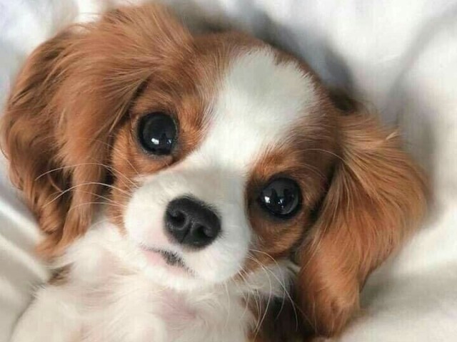 Cachorro