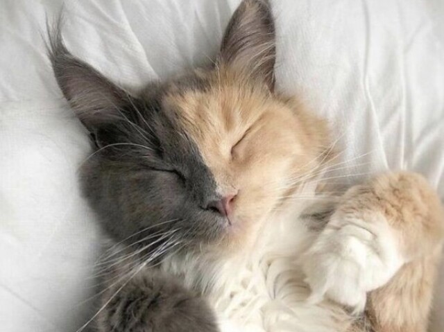Gato
