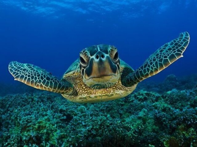 Tartaruga
