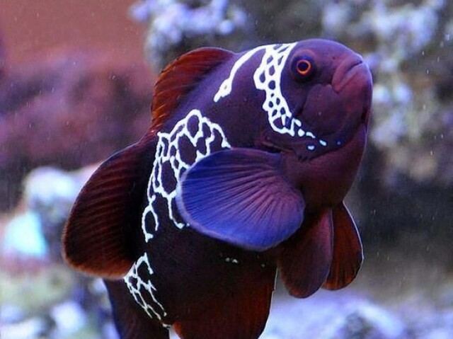 Peixe