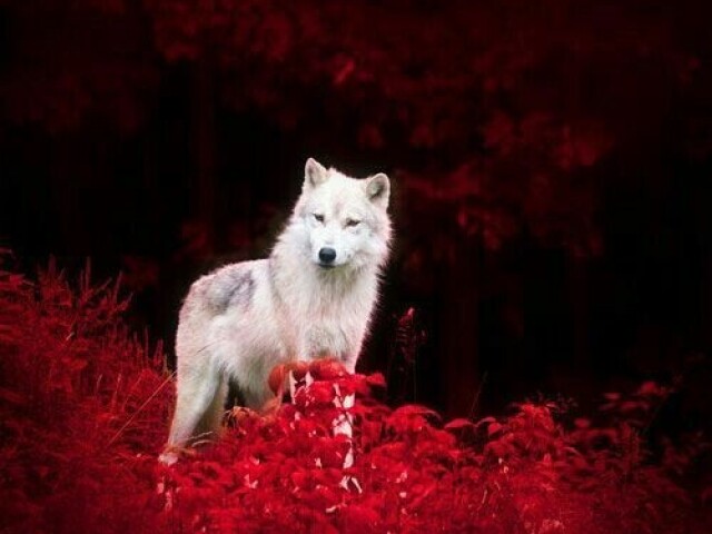 Lobo