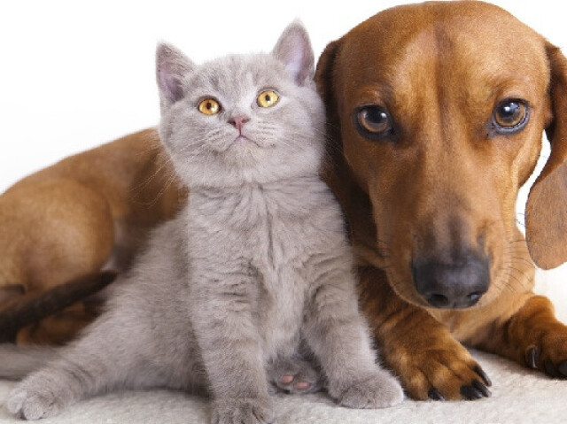 Você é cachorro ou gato?