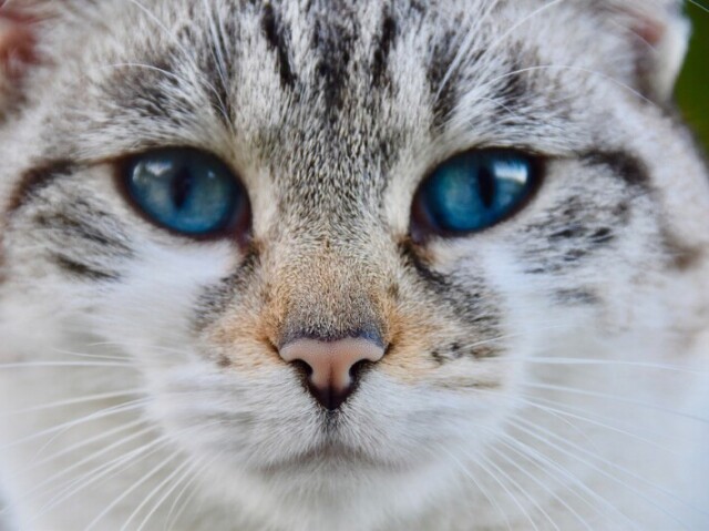 Gato